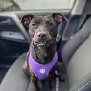 Meet your Posher, Debbie